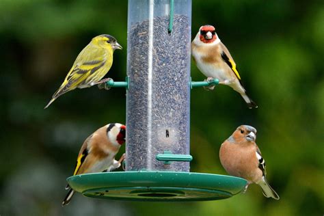 Winter Garden Birds In Ireland | Fasci Garden