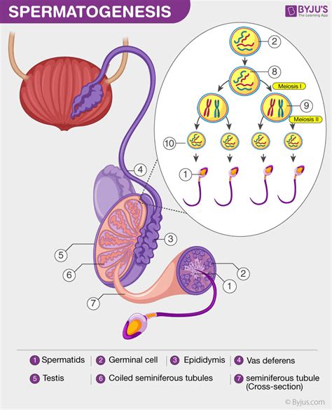 Spermatogenesis - The Purpose and Process of Spermatogenesis