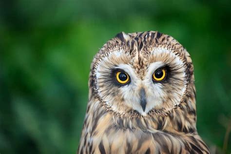 Tawny Owl Bird Facts | Strix aluco | AZ Animals