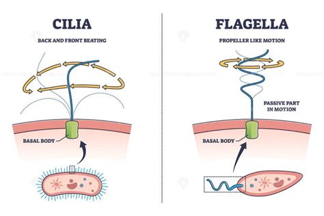 Cilia and flagella biological structure difference comparison outline ...