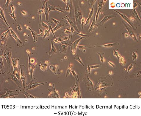 Immortalized Human Hair Follicle Dermal Papilla Cells – SV40T/c-Myc ...