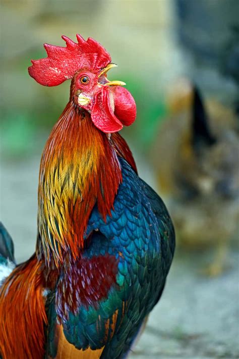 Pros And Cons Of Having A Rooster: Should You Keep A Rooster ...