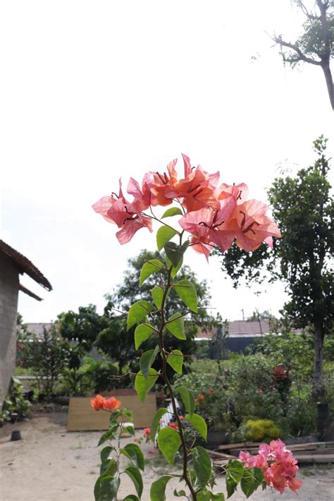 Orange paper flowers are taken with a landscape position with a ...