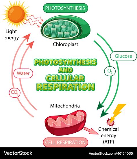 Photosynthesis And Cellular Respiration Comparison Vector Illustration ...