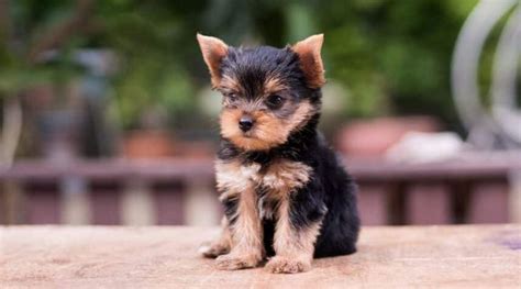 Yorkie Mixes: 20 Different Yorkshire Terrier Crossbreeds