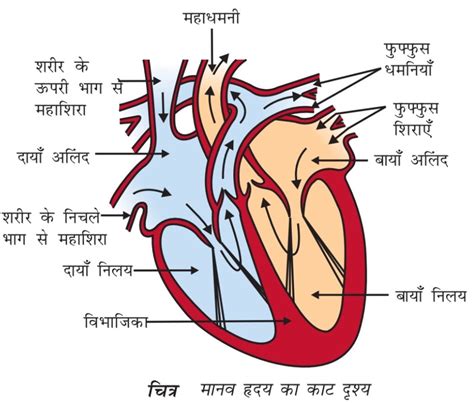 Human heart structure and function | NCERT SCIENCE IN HINDI