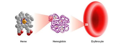 Hemoglobin & Erythrocytes