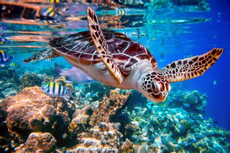 Five Reasons We Love Sea Turtles - NaVetor veterinary software