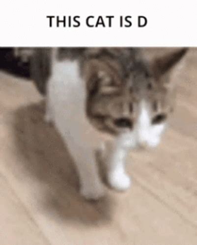 This Is Cat Is D Fall GIF - This Is Cat Is D Fall Cute - Discover ...