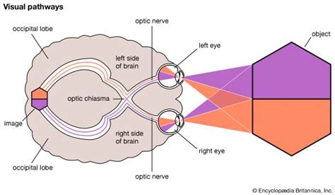 Optic chiasm | anatomy | Britannica.com