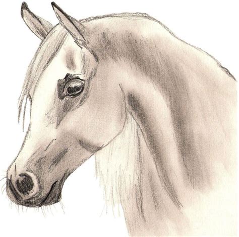 Nice Arabian Horse drawing - Wallpaper Horse Coloring | Horse drawing ...