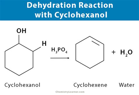 Dehydration Synthesis: Definition, Examples, and Equations