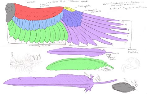 Feather Anatomy, Wing Anatomy, Hawk Wings, Bird Wings, Angel Wings ...