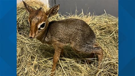 Cameron Park Zoo welcomes new baby dik-dik on April 19 | kcentv.com