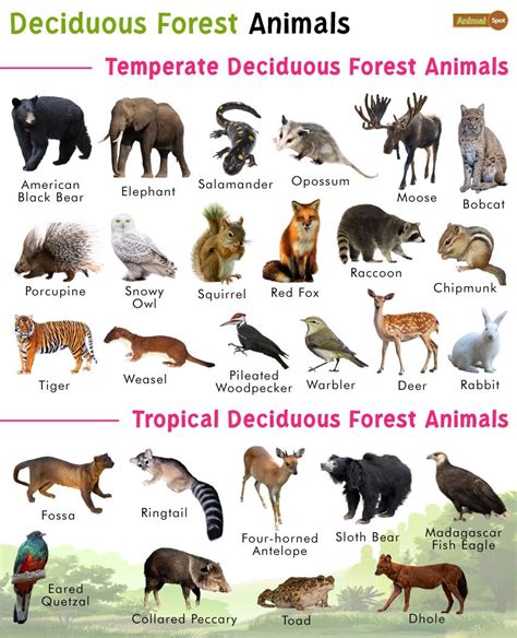 Deciduous Forest Animals List, Facts, Diet, Adaptations and Pictures