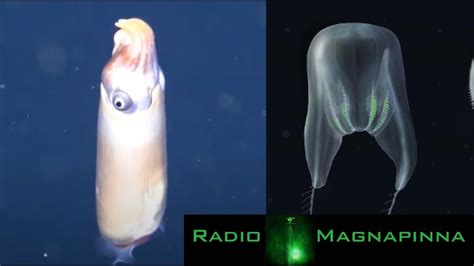 Rare Squid Filmed Alive For First Time, New Comb Jelly Discovered ...