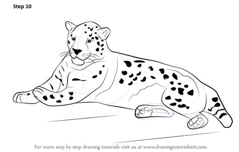 Learn How to Draw a Jaguar (Zoo Animals) Step by Step : Drawing Tutorials