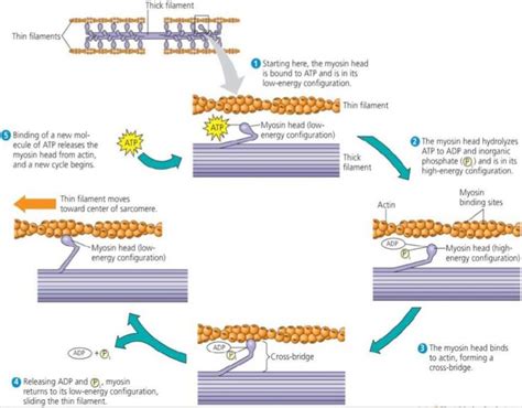 actin and myosin filaments | Myosin-actin interactions underlying ...