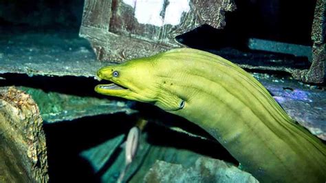 New species of Moray eel discovered off Cuddalore coast named after ...