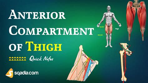 Lower Limb: Anterior Compartment of Thigh