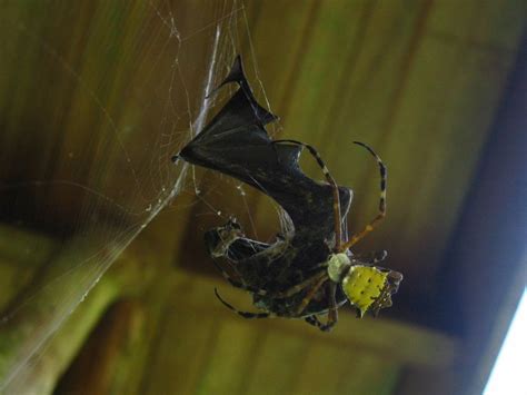 Ewwww! Photos of Bat-Eating Spiders | Live Science