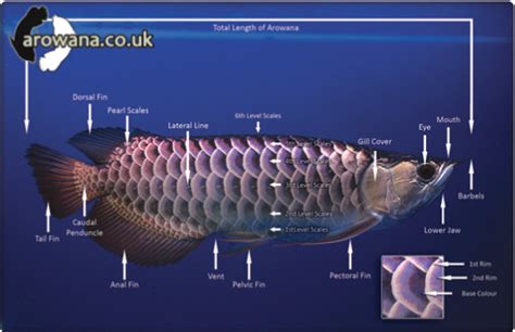 AROWANA: Breeding Arowana in Concrete Pond