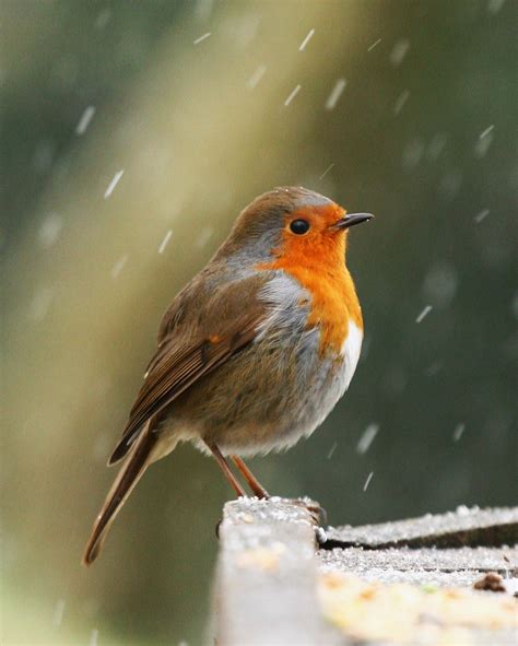 Robin in Snow | ufopilot | Flickr