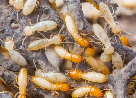 Termites are a group of eusocial insects. Termites are eusocial insects ...