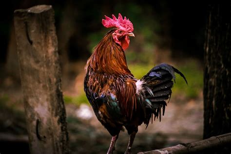 HD wallpaper: Wildlife photography, brown and black rooster, chicken ...