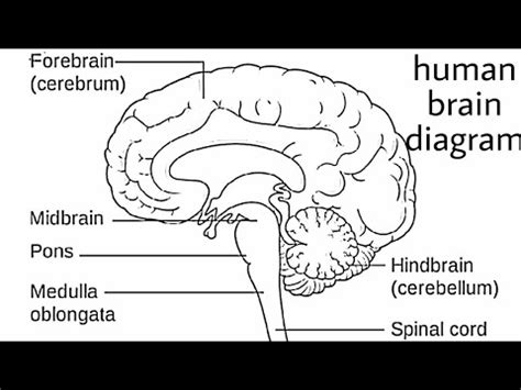 How to draw human brain/ draw labelled diagram of brain/brain diagram ...