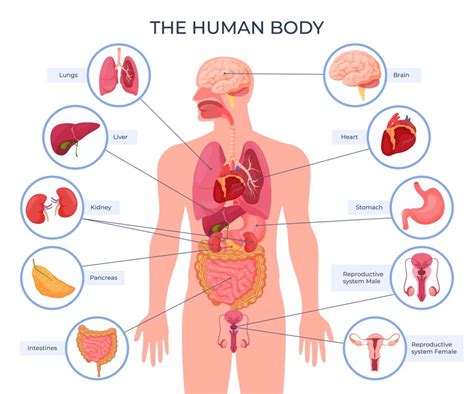 Male Body Diagram | Home Health UK