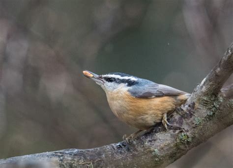 Red-Breasted Nuthatch - FeederWatch