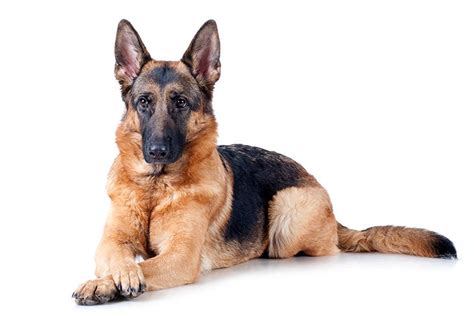 German Shepherd Dog Dog Breed Information