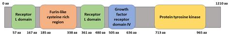 EGFR (Epidermal Growth Factor Receptor)