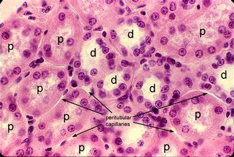 Renal Tubule Histology