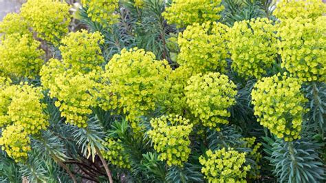 Types of euphorbia: 16 varieties for beds, borders and pots | Gardeningetc