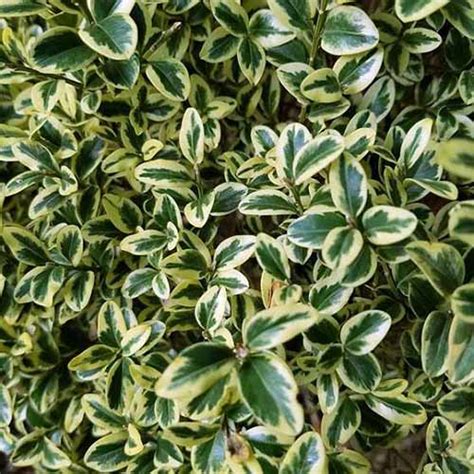 23 of the Best Variegated Shrubs for Your Landscape | Gardener’s Path