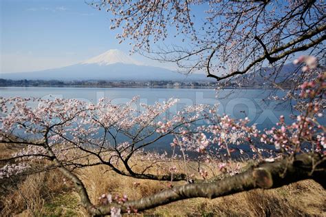 Mt Fuji and Cherry Blossom | Stock image | Colourbox