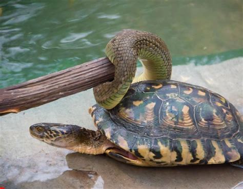 Can a Snake Eat a Turtle? - Turtlean