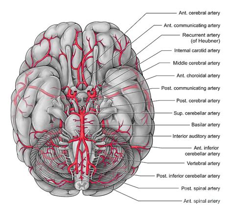 Cerebral Arteries Map