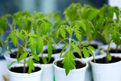 When and How to Transplant Tomato Plants - HubPages