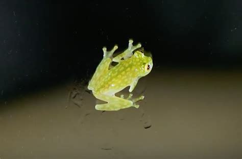 See 2 Beautiful Glass Frog Species Up Close