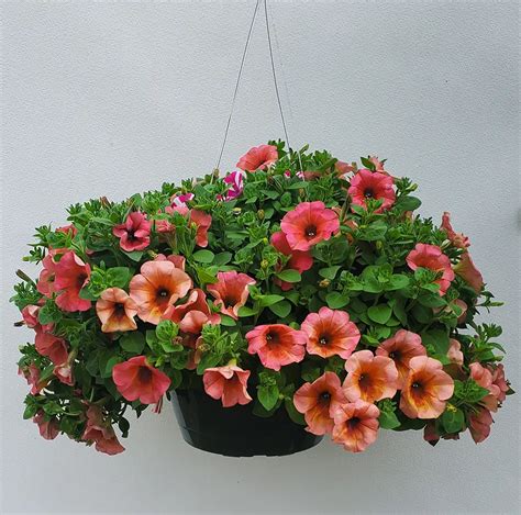 PETUNIA HANGING BASKET 12" | Platt Hill Nursery