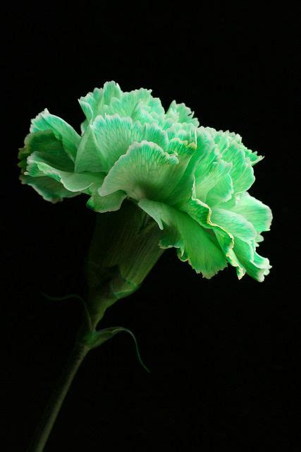 Green Carnation | Green carnation, Carnations, Green flowers