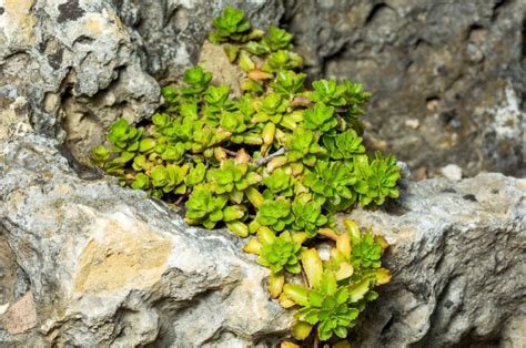 Plants For Rockery: Selection By Color And Timing Of Flowering - Best ...