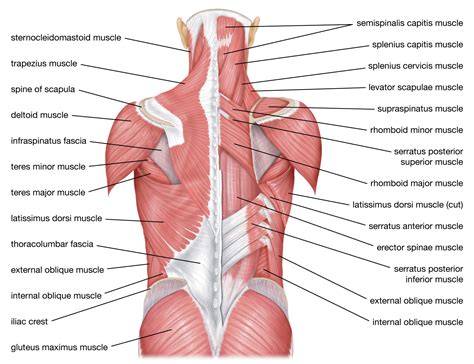 Back muscles Labeled Diagram Anatomy and Structure - EroFound