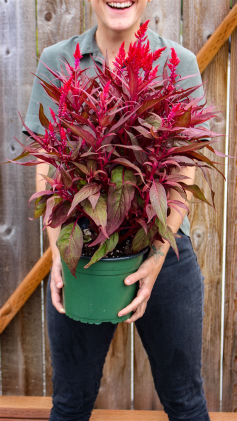 Dragon's Breath Celosia | Dragons breath plant, Unusual flowers, Dry garden