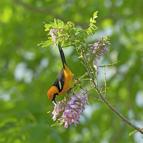 Altamira Oriole Feeding On Quickstick Flower, Chiapas, Mexico ...