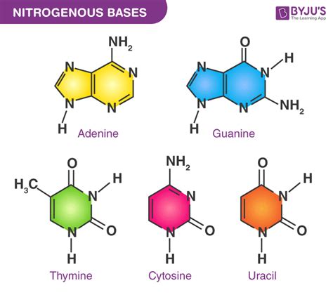 Structure Of Nucleotide Bases