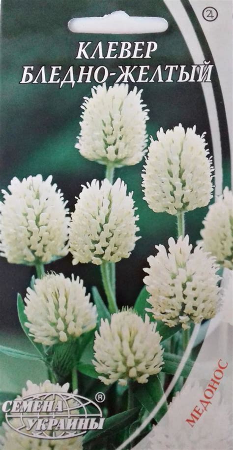 Organic Flower Seeds Clover honey Plant Pale | Etsy